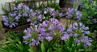 Kalokvět (Agapanthus)