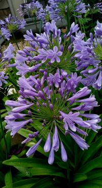 Kalokvět (Agapanthus)