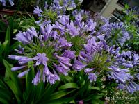 Kalokvět (Agapanthus)