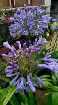 Kalokvět (Agapanthus)