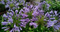 Kalokvět (Agapanthus)