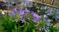 Kalokvět (Agapanthus)