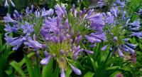 Kalokvět (Agapanthus)