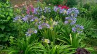 Kalokvět (Agapanthus)