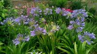 Kalokvět (Agapanthus)