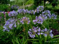 Kalokvět (Agapanthus)