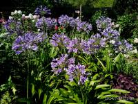 Kalokvět (Agapanthus)