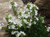 Nemleč alpský Alba (Erinus alpinus)