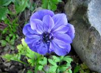 Sasanka věncová - plnokvětá, květ (Anemone coronaria)