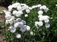 Řebříček bertrám