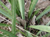 Juka vláknitá (Yucca filamentosa)