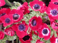 Sasanka věncová 'De Caen' (Anemone coronaria)