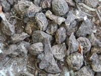 Sasanka věncová 'De Caen' (Anemone coronaria)