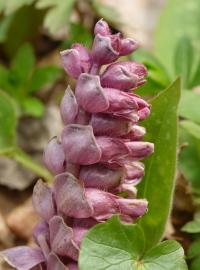 Podbílek šupinatý (Lathraea squamaria)
