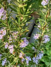 Rozmarýna (Rosmarinus)