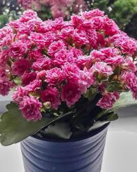 Kolopejka (Kalanchoe)