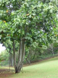 Artocarpus altilis