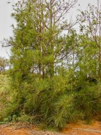 Přesličník (Casuarina glauca)