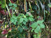 Blahokeř (Clerodendrum splendens)