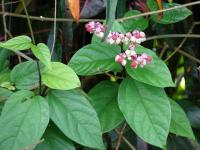 Blahokeř (Clerodendrum splendens)