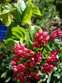 Blahokeř (Clerodendrum splendens)