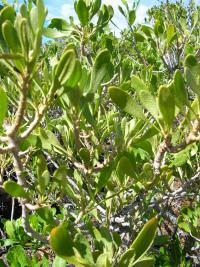 Vějířovka (Scaevola gaudichaudii)