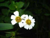 Dvouzubec (Coreopsis alba var radiata)