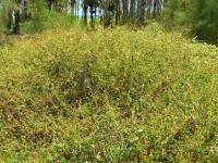 Dvouzubec (Coreopsis alba var radiata)