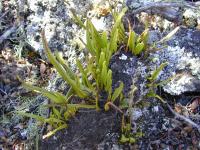 Lepisorus (Lepisorus thunbergianus)