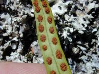 Lepisorus (Lepisorus thunbergianus)