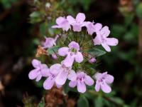 Mateřídouška (Thymus herba barona)