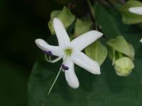 Blahokeř trojmý (Clerodendrum trichotomum var fargesii)