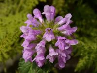 Čistec (Stachys pradica)