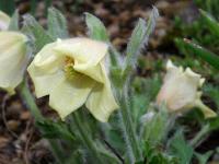 Koniklec albánský (Pulsatilla albana)
