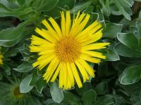 Hvězdička (Asteriscus sericeus)
