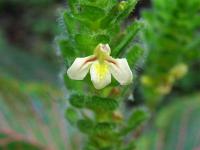 Fitónie Verschaffeltova