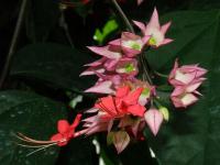 Blahokeř (Clerodendrum splendens)