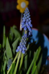 Modřenec (Muscari commutatum)