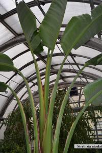 Strelitzia nicolai