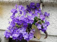 Tořivka (Streptocarpus)