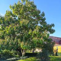 Pavlovnie plstnatá (Paulownia tomentosa)