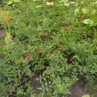 Rajče divoké (Solanum pimpinellifolium)