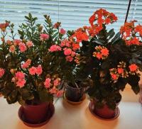 Kolopejka (Kalanchoe)