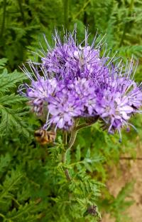 Svazenka (Phacelia)