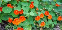 Lichořeřišnice (Tropaeolum)