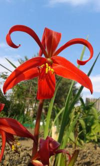 Sprekelie nejkrásnější