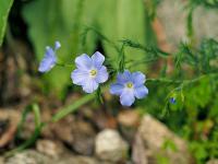 Len vytrvalý alpský (Linum perenne subsp alpinum)