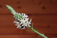 Snědek ocasatý (Ornithogalum caudatum)