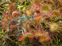 Rosnatka okrouhlolistá