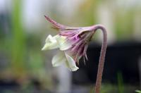Sasanka věncová (Anemone coronaria)
